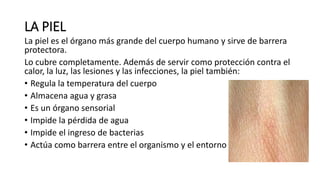 LA PIEL
La piel es el órgano más grande del cuerpo humano y sirve de barrera
protectora.
Lo cubre completamente. Además de servir como protección contra el
calor, la luz, las lesiones y las infecciones, la piel también:
• Regula la temperatura del cuerpo
• Almacena agua y grasa
• Es un órgano sensorial
• Impide la pérdida de agua
• Impide el ingreso de bacterias
• Actúa como barrera entre el organismo y el entorno
 