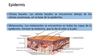 Epidermis
• Células basales. Las células basales se encuentran debajo de las
células escamosas, en la base de la epidermis.
• Melanocitos. Los melanocitos se encuentran en todas las capas de la
epidermis. Forman la melanina, que le da el color a la piel.
 