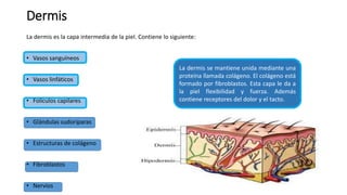Dermis
La dermis es la capa intermedia de la piel. Contiene lo siguiente:
• Vasos sanguíneos
• Vasos linfáticos
• Folículos capilares
• Glándulas sudoríparas
• Estructuras de colágeno
• Fibroblastos
• Nervios
La dermis se mantiene unida mediante una
proteína llamada colágeno. El colágeno está
formado por fibroblastos. Esta capa le da a
la piel flexibilidad y fuerza. Además
contiene receptores del dolor y el tacto.
 