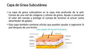 Capa de Grasa Subcutánea
• La capa de grasa subcutánea es la capa más profunda de la piel.
Consta de una red de colágeno y células de grasa. Ayuda a conservar
el calor del cuerpo y protege el cuerpo de lesiones al actuar como
absorbedor de golpes.
• Esta capa también contiene células que pueden ayudar a regenerar la
piel después de una lesión.
 