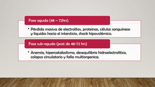• Pérdida masiva de electrolitos, proteínas, células sanguíneas
y liquidos hacia el intersticio, shock hipovolémico.
Fase aguda (48 – 72hrs)
• Anemia, hipercatabolismo, desequilibrio hidroelectrolítico,
colapso circulatorio y falla multiorganica.
Fase sub-aguda (post de 48-72 hrs)
 