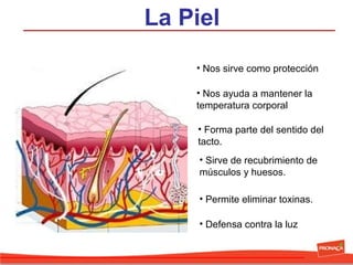 La Piel
• Nos sirve como protección
• Nos ayuda a mantener la
temperatura corporal
• Forma parte del sentido del
tacto.
• Sirve de recubrimiento de
músculos y huesos.
• Permite eliminar toxinas.
• Defensa contra la luz

 