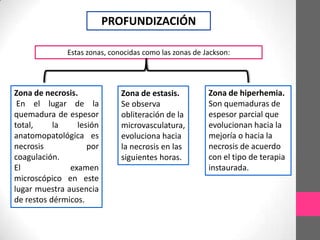 PROFUNDIZACIÓN

              Estas zonas, conocidas como las zonas de Jackson:




Zona de necrosis.             Zona de estasis.          Zona de hiperhemia.
 En el lugar de la            Se observa                Son quemaduras de
quemadura de espesor          obliteración de la        espesor parcial que
total,     la    lesión       microvasculatura,         evolucionan hacia la
anatomopatológica es          evoluciona hacia          mejoría o hacia la
necrosis            por       la necrosis en las        necrosis de acuerdo
coagulación.                  siguientes horas.         con el tipo de terapia
El             examen                                   instaurada.
microscópico en este
lugar muestra ausencia
de restos dérmicos.
 