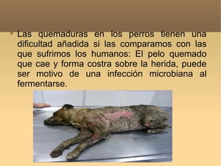 
    Las quemaduras en los perros tienen una
    dificultad añadida si las comparamos con las
    que sufrimos los humanos: El pelo quemado
    que cae y forma costra sobre la herida, puede
    ser motivo de una infección microbiana al
    fermentarse.
 