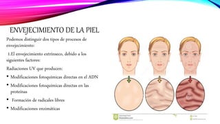 ENVEJECIMIENTO DE LA PIEL
Podemos distinguir dos tipos de procesos de
envejecimiento:
1.El envejecimiento extrínseco, debido a los
siguientes factores:
Radiaciones UV que producen:
• Modificaciones fotoquímicas directas en el ADN
• Modificaciones fotoquímicas directas en las
proteínas
• Formación de radicales libres
• Modificaciones enzimáticas
 