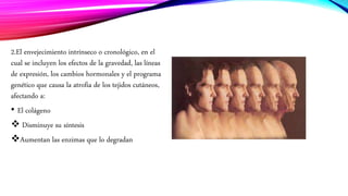 2.El envejecimiento intrínseco o cronológico, en el
cual se incluyen los efectos de la gravedad, las líneas
de expresión, los cambios hormonales y el programa
genético que causa la atrofia de los tejidos cutáneos,
afectando a:
• El colágeno
 Disminuye su síntesis
Aumentan las enzimas que lo degradan
 