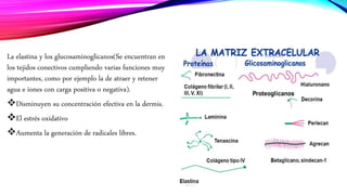 La elastina y los glucosaminoglicanos(Se encuentran en
los tejidos conectivos cumpliendo varias funciones muy
importantes, como por ejemplo la de atraer y retener
agua e iones con carga positiva o negativa).
Disminuyen su concentración efectiva en la dermis.
El estrés oxidativo
Aumenta la generación de radicales libres.
 