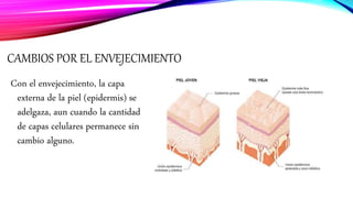 CAMBIOS POR EL ENVEJECIMIENTO
Con el envejecimiento, la capa
externa de la piel (epidermis) se
adelgaza, aun cuando la cantidad
de capas celulares permanece sin
cambio alguno.
 