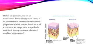 2.El foto envejecimiento, que son las
modificaciones debidas a la exposición crónica al
sol, que representan un envejecimiento acelerado
que puede ser evitable. Esta piel dañada por el sol
se caracteriza por arrugas toscas más profundas,
aparición de surcos y cambios de coloración (
manchas o lentigos solares).
 