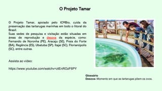 O Projeto Tamar
O Projeto Tamar, apoiado pelo ICMBio, cuida da
preservação das tartarugas marinhas em todo o litoral do
Brasil.
Suas sedes de pesquisa e visitação estão situadas em
áreas de reprodução e desova da espécie, como:
Fernando de Noronha (PE), Aracaju (SE), Praia do Forte
(BA), Regência (ES), Ubatuba (SP), ltajaí (SC), Florianópolis
(SC), entre outras.
Assista ao vídeo:
https://www.youtube.com/watchv=ztEnROzF6PY
Glossário
Desova- Momento em que as tartarugas põem os ovos.
 