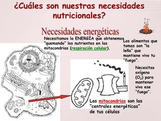¿Cuáles son nuestras necesidades
nutricionales?
Necesitamos la ENERGÍA que obtenemos
Los alimentos que
“quemando” los nutrientes en las
tomas son “la
mitocondrias (respiración celular).
leña” que
mantiene vivo tu
“fuego”.
Necesitas
oxígeno
(O2) para
mantener
vivo ese
“fuego”.

Las mitocondrias son las
“centrales energéticas”
de tus células

 