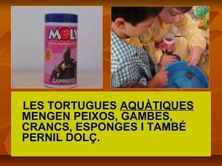 LES TORTUGUESLES TORTUGUES AQUÀTIQUESAQUÀTIQUES
MENGEN PEIXOS, GAMBES,MENGEN PEIXOS, GAMBES,
CRANCS, ESPONGES I TAMBÉCRANCS, ESPONGES I TAMBÉ
PERNIL DOLÇ.PERNIL DOLÇ.
 