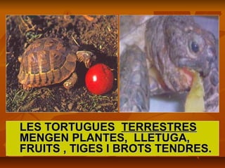 LES TORTUGUESLES TORTUGUES TERRESTRESTERRESTRES
MENGEN PLANTES, LLETUGA,MENGEN PLANTES, LLETUGA,
FRUITS , TIGES I BROTS TENDRES.FRUITS , TIGES I BROTS TENDRES.
 