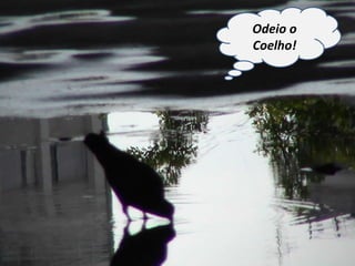 Odeio o Coelho! 