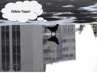 Odeio Topo! 