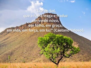 12
“Luz do Sol,
que a folha traga e traduz
em verde novo,
em folha, em graça,
em vida, em força, em luz” (Caetano Veloso).
 