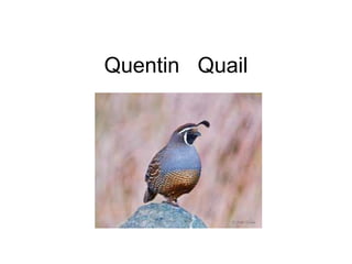 Quentin Quail
 