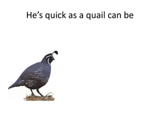 He’s quick as a quail can be
 