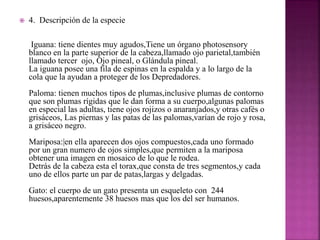 4. Descripción de la especie
Iguana: tiene dientes muy agudos,Tiene un órgano photosensory
blanco en la parte superior de la cabeza,llamado ojo parietal,también
llamado tercer ojo, Ojo pineal, o Glándula pineal.
La iguana posee una fila de espinas en la espalda y a lo largo de la
cola que la ayudan a proteger de los Depredadores.
Paloma: tienen muchos tipos de plumas,inclusive plumas de contorno
que son plumas rígidas que le dan forma a su cuerpo,algunas palomas
en especial las adultas, tiene ojos rojizos o anaranjados,y otras cafés o
grisáceos, Las piernas y las patas de las palomas,varían de rojo y rosa,
a grisáceo negro.
Mariposa:|en ella aparecen dos ojos compuestos,cada uno formado
por un gran numero de ojos simples,que permiten a la mariposa
obtener una imagen en mosaico de lo que le rodea.
Detrás de la cabeza esta el torax,que consta de tres segmentos,y cada
uno de ellos parte un par de patas,largas y delgadas.
Gato: el cuerpo de un gato presenta un esqueleto con 244
huesos,aparentemente 38 huesos mas que los del ser humanos.
 