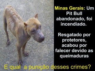 Minas Gerais:  Um Pit Bull abandonado, foi incendiado.  Resgatado por protetores, acabou por falecer devido as queimaduras E qual  a punição desses crimes? 