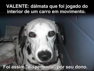 VALENTE: dálmata que foi jogado do interior de um carro em movimento.   Foi assim "dispensado" por seu dono.   