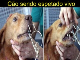 Cão sendo espetado vivo 