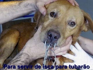 Para servir de isca para tubarão 