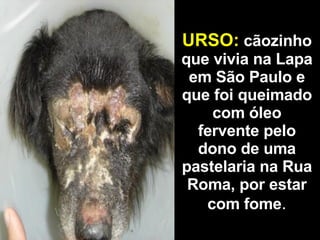 URSO:   cãozinho que vivia na Lapa em São Paulo e que foi queimado com óleo fervente pelo dono de uma pastelaria na Rua Roma, por estar com fome . 