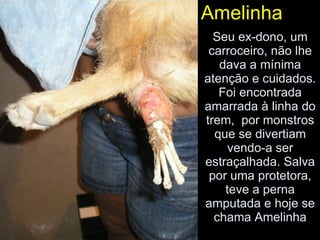 Seu ex-dono, um carroceiro, não lhe dava a mínima atenção e cuidados. Foi encontrada amarrada à linha do trem,  por monstros que se divertiam vendo-a ser estraçalhada. Salva por uma protetora, teve a perna amputada e hoje se chama Amelinha Amelinha 