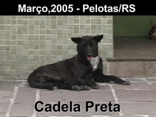 Março,2005 - Pelotas/RS   Cadela Preta 