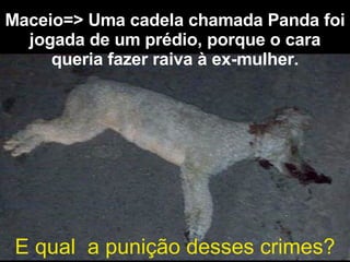 Maceio=> Uma cadela chamada Panda foi jogada de um prédio, porque o cara queria fazer raiva à ex-mulher . E qual  a punição desses crimes? 