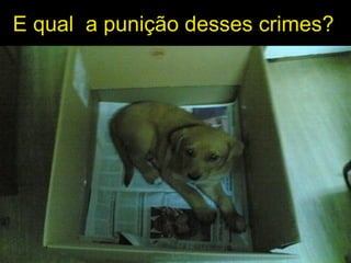 E qual  a punição desses crimes? 