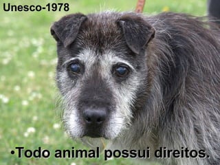 Todo animal possui direitos. Unesco-1978 