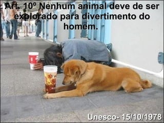 Art. 10º Nenhum animal deve de ser explorado para divertimento do homem.   Unesco- 15/10/1978 