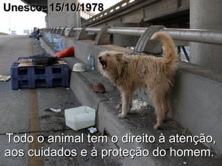 Todo o animal tem o direito à atenção, aos cuidados e à proteção do homem .  Unesco- 15/10/1978 