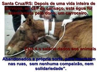 Santa Cruz/RS: Depois de uma vida inteira de serviços, ao cair de cansaço, esta égua foi abandonada pelo dono, um carroceiro.   Este é o salário dados aos animais Abandonados a própria sorte, para morrerem nas ruas,  sem nenhuma compaixão, nem solidariedade”. 