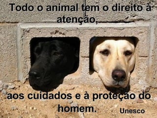 Todo o animal tem o direito à atenção,  aos cuidados e à proteção do homem.   Unesco 