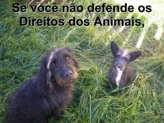 Se você não defende os Direitos dos Animais, 