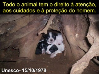 Todo o animal tem o direito à atenção, aos cuidados e à proteção do homem. Unesco- 15/10/1978 