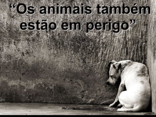 “ Os animais também estão em perigo” 