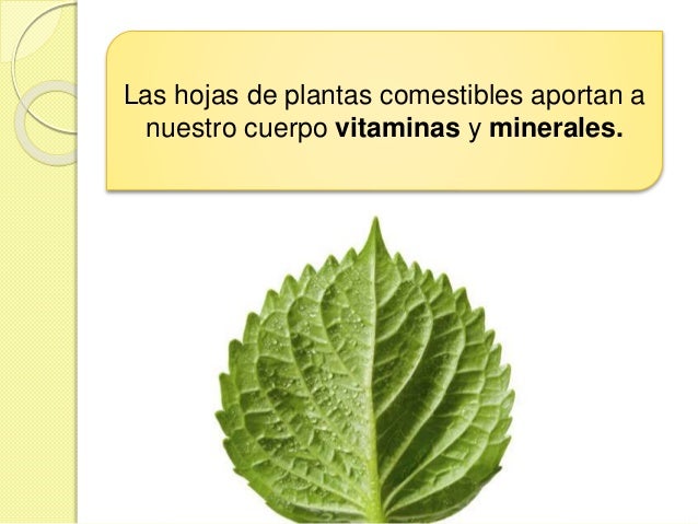 Plantas con raíces
comestibles
 Son raíces que se engrosan, alargan
e incluso se pueden redondear.
Papa
Zanahori
a
 