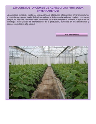 EXPLOREMOS OPCIONES DE AGRICULTURA PROTEGIDA
(INVERNADEROS)
La agricultura protegida puede ser una opción para adaptarnos a los cambios en la temperatura y
la precipitación, pues a través de los invernaderos y la tecnología podemos producir con menos
riesgos en regiones con condiciones restrictivas y fuera de temporada Además la aplicación deriesgos, en regiones con condiciones restrictivas y fuera de temporada. Además la aplicación de
tecnología hace posible la intensificación de la producción, aumentos en los rendimientos y
obtener productos de alta calidad.
Más información
 