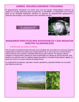 USEMOS SEGUROS AGRARIOS Y PECUARIOS
El aseguramiento representa una opción para que los eventos meteorológicos extremos no
acaben con nuestro patrimonio para la producción. La SAGARPA, en colaboración con la mayor
parte de las entidades federativas mantiene un esquema de aseguramiento agropecuario y
pesquero para proteger a los productores más vulnerables del país.p q p p g p p
Más información
BUSQUEMOS PRÁCTICAS MÁS SUSTENTABLES Y QUE REDUZCAN
NUESTRA VULNERABILIDAD
•Combinación de cultivos y rotación.
A fin de evitar el empobrecimiento del suelo como resultado del monocultivo es una buena práctica
implementar la rotación de cultivos que consiste alternar de un año a otro en un mismo terreno,
cultivos distintos que requieran nutrientes diferentes al cultivo anterior. Por ejemplo, alternar
cereales con leguminosas y plantas de raíces superficiales con plantas de raíces profundas. Esto
también nos ayudará a que no proliferen plagas asociadas a una determinada especie vegetal, sin
tener que recurrir a una gran cantidad de agroquímicos.
La combinación de especies agrícolas o incluso ganaderas y agrícolas también es una opciónLa combinación de especies, agrícolas o incluso, ganaderas y agrícolas también es una opción
que debemos promover.
 