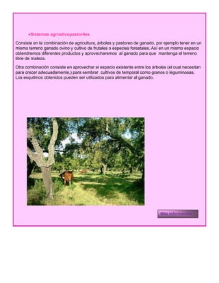 •Sistemas agrosilvopastoriles
Consiste en la combinación de agricultura, árboles y pastoreo de ganado, por ejemplo tener en ung , y p g , p j p
mismo terreno ganado ovino y cultivo de frutales o especies forestales. Así en un mismo espacio
obtendremos diferentes productos y aprovecharemos al ganado para que mantenga el terreno
libre de maleza.
Otra combinación consiste en aprovechar el espacio existente entre los árboles (el cual necesitan
para crecer adecuadamente,) para sembrar cultivos de temporal como granos o leguminosas.
Los esquilmos obtenidos pueden ser utilizados para alimentar al ganadoLos esquilmos obtenidos pueden ser utilizados para alimentar al ganado.
Más información
 