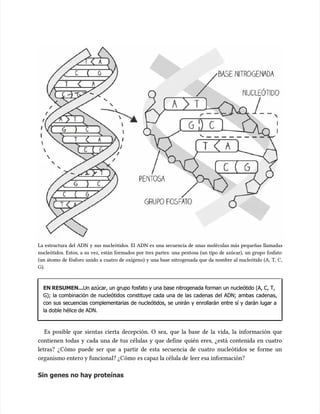 La estructura del ADN y sus nucleótidos. El ADN es una secuencia de unas moléculas más pequeñas llamadas
La estructura del ADN y sus nucleótidos. El ADN es una secuencia de unas moléculas más pequeñas llamadas
nucleótidos. Estos, a su vez, están formados por tres partes: una pentosa (un tipo de azúcar), un grupo fosfato
nucleótidos. Estos, a su vez, están formados por tres partes: una pentosa (un tipo de azúcar), un grupo fosfato
(un átomo de fósforo unido a cuatro de oxígeno) y una base nitrogenada que da nombre al nucleótido (A, T, C,
(un átomo de fósforo unido a cuatro de oxígeno) y una base nitrogenada que da nombre al nucleótido (A, T, C,
G).
G).
EN RESUMEN...
EN RESUMEN...Un azúcar, un grupo fosfato y una base nitrogenada forman un nucleótido (A, C, T,
Un azúcar, un grupo fosfato y una base nitrogenada forman un nucleótido (A, C, T,
G); la combinación de nucleótidos constituye cada una de las cadenas del ADN; ambas cadenas,
G); la combinación de nucleótidos constituye cada una de las cadenas del ADN; ambas cadenas,
con sus secuencias complementarias de nucleótidos, se unirán y enrollarán entre sí y darán lugar a
con sus secuencias complementarias de nucleótidos, se unirán y enrollarán entre sí y darán lugar a
la doble hélice de ADN.
la doble hélice de ADN.
Es posible que sientas cierta decepción. O sea, que la base de la vida, la información que
Es posible que sientas cierta decepción. O sea, que la base de la vida, la información que
contienen todas y cada una de tus células y que define quién eres, ¿está contenida en cuatro
contienen todas y cada una de tus células y que define quién eres, ¿está contenida en cuatro
letras? ¿Cómo puede ser que a partir de esta secuencia de cuatro nucleótidos se forme un
letras? ¿Cómo puede ser que a partir de esta secuencia de cuatro nucleótidos se forme un
organismo entero y funcional? ¿Cómo
organismo entero y funcional? ¿Cómo es capaz la célula de
es capaz la célula de leer esa información?
leer esa información?
Sin genes no hay proteínas
Sin genes no hay proteínas
 