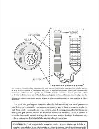 Los telómeros. Nuestra biología funciona de tal modo que, con cada división, nuestras células pierden un poco
Los telómeros. Nuestra biología funciona de tal modo que, con cada división, nuestras células pierden un poco
de ADN de los extremos de los cromosomas. Para evitar la pérdida de información genética, los extremos de los
de ADN de los extremos de los cromosomas. Para evitar la pérdida de información genética, los extremos de los
cromosomas contienen cadenas repetitivas de nucleótidos, llamadas telómeros. A medida que nuestras células
cromosomas contienen cadenas repetitivas de nucleótidos, llamadas telómeros. A medida que nuestras células
se dividen, los telómeros se van acortando, hasta que llegan a un punto crítico que pone en peligro nuestra
se dividen, los telómeros se van acortando, hasta que llegan a un punto crítico que pone en peligro nuestra
información genética, con lo que la célula deja de dividirse permanentemente. En otras palabras, se vuelve
información genética, con lo que la célula deja de dividirse permanentemente. En otras palabras, se vuelve
senescente.
senescente.
Para evitar esto, pueden pasar dos cosas: o bien la célula se suicida y se acabó el problema, o
Para evitar esto, pueden pasar dos cosas: o bien la célula se suicida y se acabó el problema, o
bien detiene su proliferación para siempre, activando lo que se llama senescencia celular. Se
bien detiene su proliferación para siempre, activando lo que se llama senescencia celular. Se
trata de un estado «durmiente» en el que entra la célula de forma permanente al producirse un
trata de un estado «durmiente» en el que entra la célula de forma permanente al producirse un
daño grave; por ejemplo, cuando los telómeros se vuelven demasiado cortos; o cuando se
daño grave; por ejemplo, cuando los telómeros se vuelven demasiado cortos; o cuando se
acumu
acumulan demasiadas lesiones en el
lan demasiadas lesiones en el ADN
ADN. En estos casos, la célula decide no dividirse más para
. En estos casos, la célula decide no dividirse más para
evitar la propagación de células dañadas y potencialmente cancerosas.
evitar la propagación de células dañadas y potencialmente cancerosas.
EN RESUMEN...
EN RESUMEN... En el envejecimiento intervienen muchos factores distintos que todavía se
En el envejecimiento intervienen muchos factores distintos que todavía se
estudian hoy en d
estudian hoy en día. Dos
ía. Dos de los más c
de los más conocid
onocidos son el acortamiento de los
os son el acortamiento de los telómeros (secuencias de
telómeros (secuencias de
 