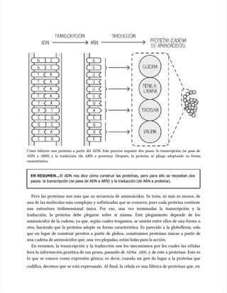 Cómo fabricar una proteína a partir del ADN. Este proceso requiere dos pasos: la transcripción (se pasa de
Cómo fabricar una proteína a partir del ADN. Este proceso requiere dos pasos: la transcripción (se pasa de
ADN a ARN) y la traducción (de ARN a proteína). Después, la proteína se pliega adoptando su forma
ADN a ARN) y la traducción (de ARN a proteína). Después, la proteína se pliega adoptando su forma
característica.
característica.
EN RESUMEN...
EN RESUMEN...El ADN nos dice cómo construir las proteínas, pero para ello se necesitan dos
El ADN nos dice cómo construir las proteínas, pero para ello se necesitan dos
pasos: la transcripción (se pasa de ADN a ARN)
pasos: la transcripción (se pasa de ADN a ARN) y la tradu
y la traducción (de ARN a proteína).
cción (de ARN a proteína).
Pero las proteínas son más que su secuencia de aminoácidos. Se trata, ni más ni menos, de
Pero las proteínas son más que su secuencia de aminoácidos. Se trata, ni más ni menos, de
una de las moléculas más complejas y sofisticadas que se conocen, pues cada proteína contiene
una de las moléculas más complejas y sofisticadas que se conocen, pues cada proteína contiene
una estructura tridimensional única. Por eso, una vez terminadas la transcripción y la
una estructura tridimensional única. Por eso, una vez terminadas la transcripción y la
traducción, la proteína debe plegarse sobre sí misma. Este plegamiento depende de los
traducción, la proteína debe plegarse sobre sí misma. Este plegamiento depende de los
aminoácidos de la cadena, ya que, según cuáles tengamos, se unirán entre ellos de una forma u
aminoácidos de la cadena, ya que, según cuáles tengamos, se unirán entre ellos de una forma u
otra, haciendo que la proteína adopte su forma característica. Es parecido a la globoflexia, solo
otra, haciendo que la proteína adopte su forma característica. Es parecido a la globoflexia, solo
que en lugar de construir perritos a partir de globos, construimos proteínas únicas a partir de
que en lugar de construir perritos a partir de globos, construimos proteínas únicas a partir de
una c
una cadena de aminoácidos que, una
adena de aminoácidos que, una vez plegadas, están list
vez plegadas, están listas para la acción.
as para la acción.
En resumen, la transcripción y la traducción son los mecanismos por los cuales las células
En resumen, la transcripción y la traducción son los mecanismos por los cuales las células
leen la información genética de sus genes, pasando de
leen la información genética de sus genes, pasando de ADN
ADNa
a ARN
ARN, y de este a proteínas. Esto es
, y de este a proteínas. Esto es
lo que se conoce como expresión génica; es decir, cuando un gen da lugar a la proteína que
lo que se conoce como expresión génica; es decir, cuando un gen da lugar a la proteína que
codifica, decimos que se está expresando. Al final, la célula es una fábrica de proteínas que, en
codifica, decimos que se está expresando. Al final, la célula es una fábrica de proteínas que, en
 