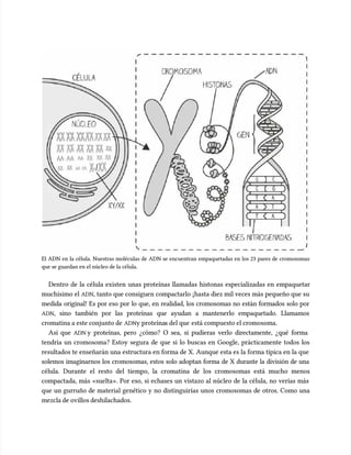 El ADN en la célula. Nuestras moléculas de ADN se encuentran empaquetadas en los 23 pares de cromosomas
El ADN en la célula. Nuestras moléculas de ADN se encuentran empaquetadas en los 23 pares de cromosomas
que se guardan en el núcleo de la célula.
que se guardan en el núcleo de la célula.
Dentro de la célula existen unas proteínas llamadas histonas especializadas en empaquetar
Dentro de la célula existen unas proteínas llamadas histonas especializadas en empaquetar
muchísimo el
muchísimo el ADN
ADN, tanto que consiguen compactarlo ¡hasta diez mil veces más pequeño que su
, tanto que consiguen compactarlo ¡hasta diez mil veces más pequeño que su
medida original! Es por eso por lo que, en realidad, los cromosomas no están formados solo por
medida original! Es por eso por lo que, en realidad, los cromosomas no están formados solo por
ADN
ADN, sino también por las proteínas que ayudan a mantenerlo empaquetado. Llamamos
, sino también por las proteínas que ayudan a mantenerlo empaquetado. Llamamos
cromatina a este conjunto de
cromatina a este conjunto de ADN
ADNy proteína
y proteínas del que
s del que está compuesto el cromosoma.
está compuesto el cromosoma.
Así que
Así que ADN
ADN y proteínas, pero ¿cómo? O sea, si pudieras verlo directamente, ¿qué forma
y proteínas, pero ¿cómo? O sea, si pudieras verlo directamente, ¿qué forma
tendría un cromosoma? Estoy segura de que si lo buscas en Google, prácticamente todos los
tendría un cromosoma? Estoy segura de que si lo buscas en Google, prácticamente todos los
resultados te enseñarán una estructura en forma de X. Aunque esta es la forma típica en la que
resultados te enseñarán una estructura en forma de X. Aunque esta es la forma típica en la que
solemos imaginarnos los cromosomas, estos solo adoptan forma de X durante la división de una
solemos imaginarnos los cromosomas, estos solo adoptan forma de X durante la división de una
célula. Durante el resto del tiempo, la cromatina de los cromosomas está mucho menos
célula. Durante el resto del tiempo, la cromatina de los cromosomas está mucho menos
compactada, más «suelta». Por eso, si echases un vistazo al núcleo de la célula, no verías más
compactada, más «suelta». Por eso, si echases un vistazo al núcleo de la célula, no verías más
que un gurruño de material genético y no distinguirías unos cromosomas de otros. Como una
que un gurruño de material genético y no distinguirías unos cromosomas de otros. Como una
mezcla de ovillos deshilachados.
mezcla de ovillos deshilachados.
 