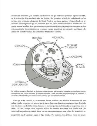 montón de ribosomas. ¿Te acuerdas de ellos? Son los que sintetizan proteínas a partir del
montón de ribosomas. ¿Te acuerdas de ellos? Son los que sintetizan proteínas a partir del ARN
ARN,
,
en la traducción. Una vez fabricados los lípidos y las proteínas, el retícu
en la traducción. Una vez fabricados los lípidos y las proteínas, el retículo endoplasmático los
lo endoplasmático los
envía a otro orgánulo: el aparato de Golgi. Aquí se les hacen algunos retoques finales y se
envía a otro orgánulo: el aparato de Golgi. Aquí se les hacen algunos retoques finales y se
envían a otros orgánulos que los necesiten. Aun así, llevar a cabo todos estos procesos no sale
envían a otros orgánulos que los necesiten. Aun así, llevar a cabo todos estos procesos no sale
grati
gratis, porque la c
s, porque la célula tiene que
élula tiene que consumir c
consumir constantemente energía par
onstantemente energía para poder mantener activa
a poder mantener activa
esta maquinaria. Los orgánulos que producen energía a partir de los nutrientes que llegan a la
esta maquinaria. Los orgánulos que producen energía a partir de los nutrientes que llegan a la
célula son las mitocondrias. Ya hablaremos de ellas más adelante.
célula son las mitocondrias. Ya hablaremos de ellas más adelante.
La célula y sus partes. La célula se divide en compartimentos más pequeños rodeados por membrana, que se
La célula y sus partes. La célula se divide en compartimentos más pequeños rodeados por membrana, que se
encargan de una o más funciones. Se llaman orgánulos y cada uno tiene su propio equipo de proteínas y
encargan de una o más funciones. Se llaman orgánulos y cada uno tiene su propio equipo de proteínas y
moléculas indispensables para las reacciones químicas que ocurren en su interior.
moléculas indispensables para las reacciones químicas que ocurren en su interior.
Esto que te he contado es, en resumen, lo que vendría a ser el atlas de anatomía de una
Esto que te he contado es, en resumen, lo que vendría a ser el atlas de anatomía de una
célula, con las
célula, con las pequeñas estructuras que la hacen
pequeñas estructuras que la hacen funcionar
funcionar. Pero tenemos tantos tipos de célula
. Pero tenemos tantos tipos de célula
con fun
con funciones tan distintas entre ella
ciones tan distintas entre ellas que es
s que es normal que su
normal que su anatomía di
anatomía difiera un poco de un
fiera un poco de unas a
as a
otras. Por eso, aunque cada orgánulo realiza las mismas funciones esté donde esté (las
otras. Por eso, aunque cada orgánulo realiza las mismas funciones esté donde esté (las
mitocondrias producen energía tanto en una neurona como en una célula del intestino), su
mitocondrias producen energía tanto en una neurona como en una célula del intestino), su
proporción puede cambiar según el tipo celular. Por ejemplo, los glóbulos rojos no tienen
proporción puede cambiar según el tipo celular. Por ejemplo, los glóbulos rojos no tienen
 