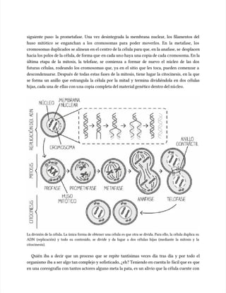 siguiente paso: la prometafase. Una vez desintegrada la membrana nuclear, los filamentos del
siguiente paso: la prometafase. Una vez desintegrada la membrana nuclear, los filamentos del
huso mitótico se enganchan a los cromosomas para poder moverlos. En la metafase, los
huso mitótico se enganchan a los cromosomas para poder moverlos. En la metafase, los
cromosomas duplicados se alinean en el c
cromosomas duplicados se alinean en el centro de la célula para que, en la anafase, se
entro de la célula para que, en la anafase, se desplacen
desplacen
hacia los polos de la célula, de forma que
hacia los polos de la célula, de forma que en cada un
en cada uno haya una copia de cada c
o haya una copia de cada cromosoma. En la
romosoma. En la
última etapa de la mitosis, la telofase, se comienza a formar de nuevo el núcleo de las dos
última etapa de la mitosis, la telofase, se comienza a formar de nuevo el núcleo de las dos
futuras células, rodeando los cromosomas que, ya en el sitio que les toca, pueden comenzar a
futuras células, rodeando los cromosomas que, ya en el sitio que les toca, pueden comenzar a
descondensarse. Después de todas estas fases de la mitosis, tiene lugar la citocinesis, en la que
descondensarse. Después de todas estas fases de la mitosis, tiene lugar la citocinesis, en la que
se forma un anillo que estrangula la célula por la mitad y termina dividiéndola en dos células
se forma un anillo que estrangula la célula por la mitad y termina dividiéndola en dos células
hijas, cada una de
hijas, cada una de ellas con u
ellas con una copia completa del material genéti
na copia completa del material genético dentro del nú
co dentro del núcleo.
cleo.
La división de la célula. La única forma de obtener una célula es que otra se divida. Para ello, la célula duplica su
La división de la célula. La única forma de obtener una célula es que otra se divida. Para ello, la célula duplica su
ADN (replicación) y todo su contenido, se divide y da lugar a dos células hijas (mediante la mitosis y la
ADN (replicación) y todo su contenido, se divide y da lugar a dos células hijas (mediante la mitosis y la
citocinesis).
citocinesis).
Quién iba a decir que un proceso que se repite tantísimas veces día tras día y por todo el
Quién iba a decir que un proceso que se repite tantísimas veces día tras día y por todo el
organismo iba a ser algo tan complejo y sofisticado, ¿eh? Teniendo en cuenta lo
organismo iba a ser algo tan complejo y sofisticado, ¿eh? Teniendo en cuenta lo fácil que es
fácil que es que
que
en una coreografía con tantos actores alguno meta la pata, es un alivio que la célula cuente con
en una coreografía con tantos actores alguno meta la pata, es un alivio que la célula cuente con
 